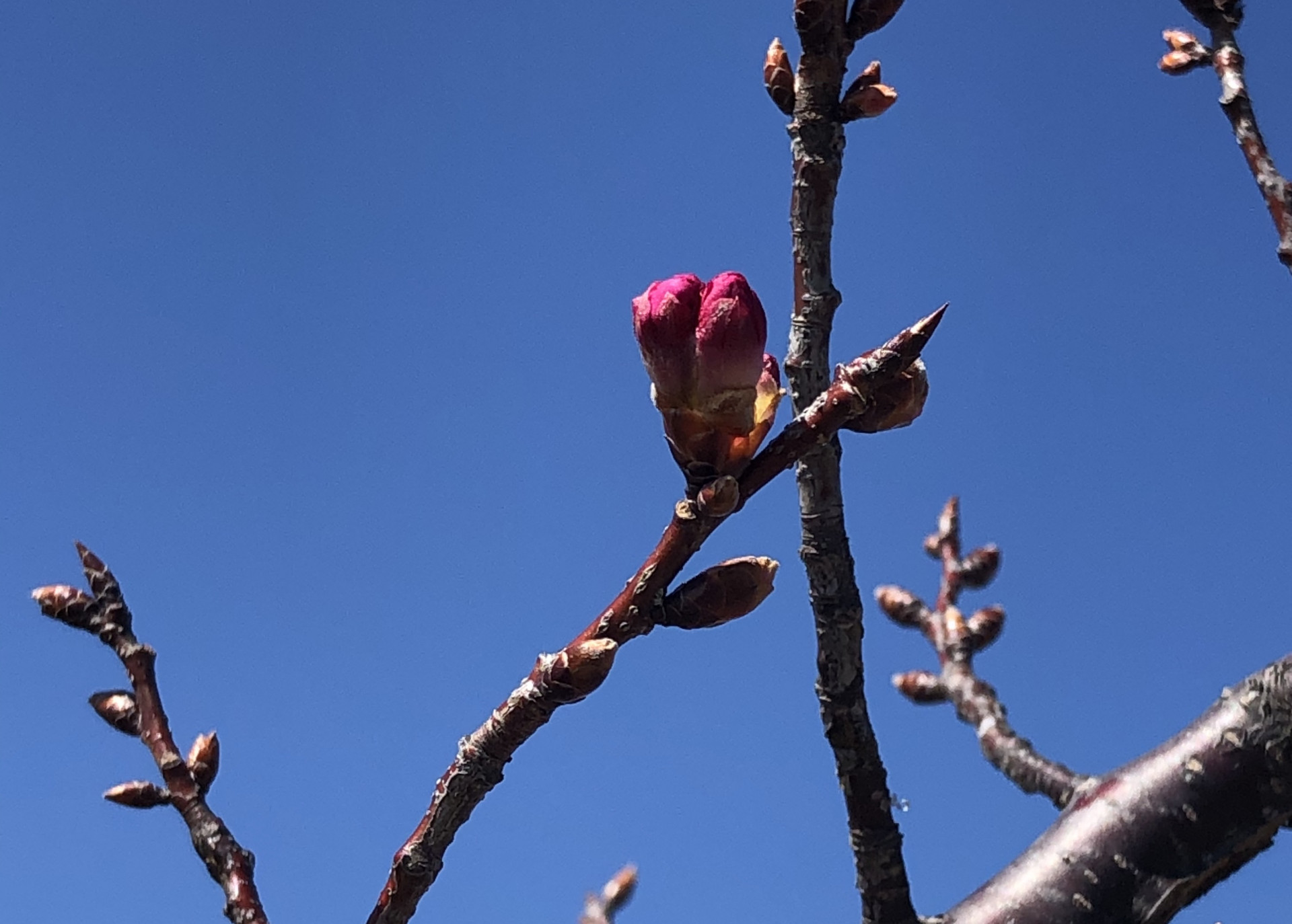 桜の蕾…もう咲きます